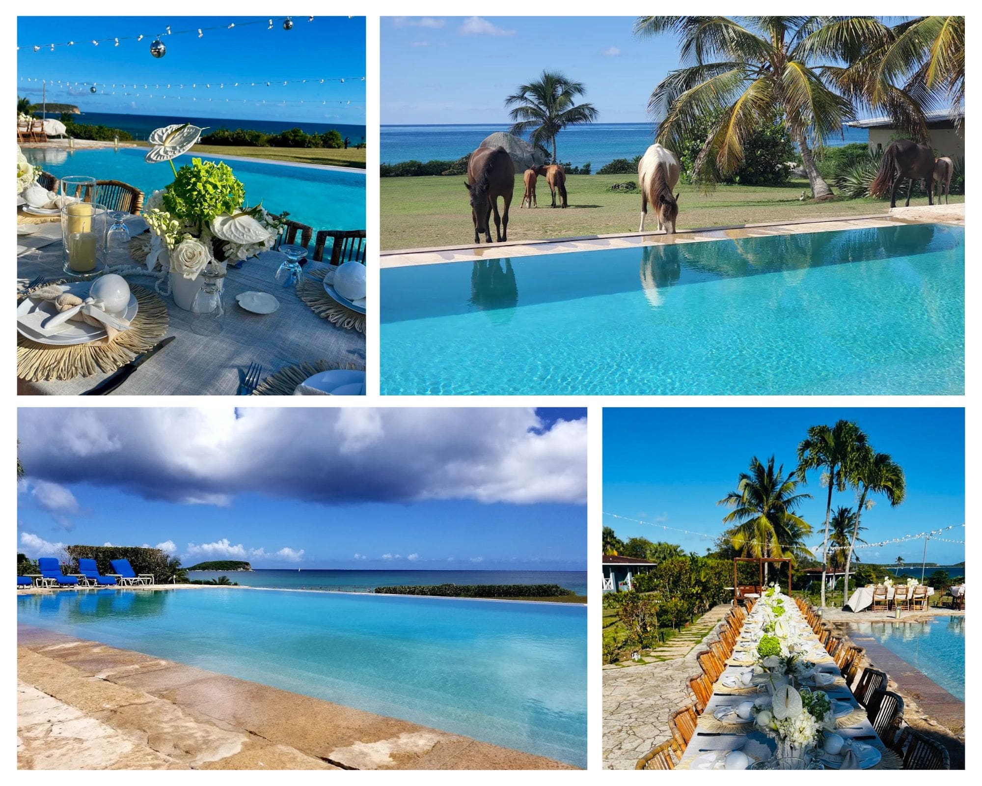 Wedding reception, banquet table, infinity pool, and wild horses at Carambola at the Blue — oceanfront private events venue in Vieques, Puerto Rico